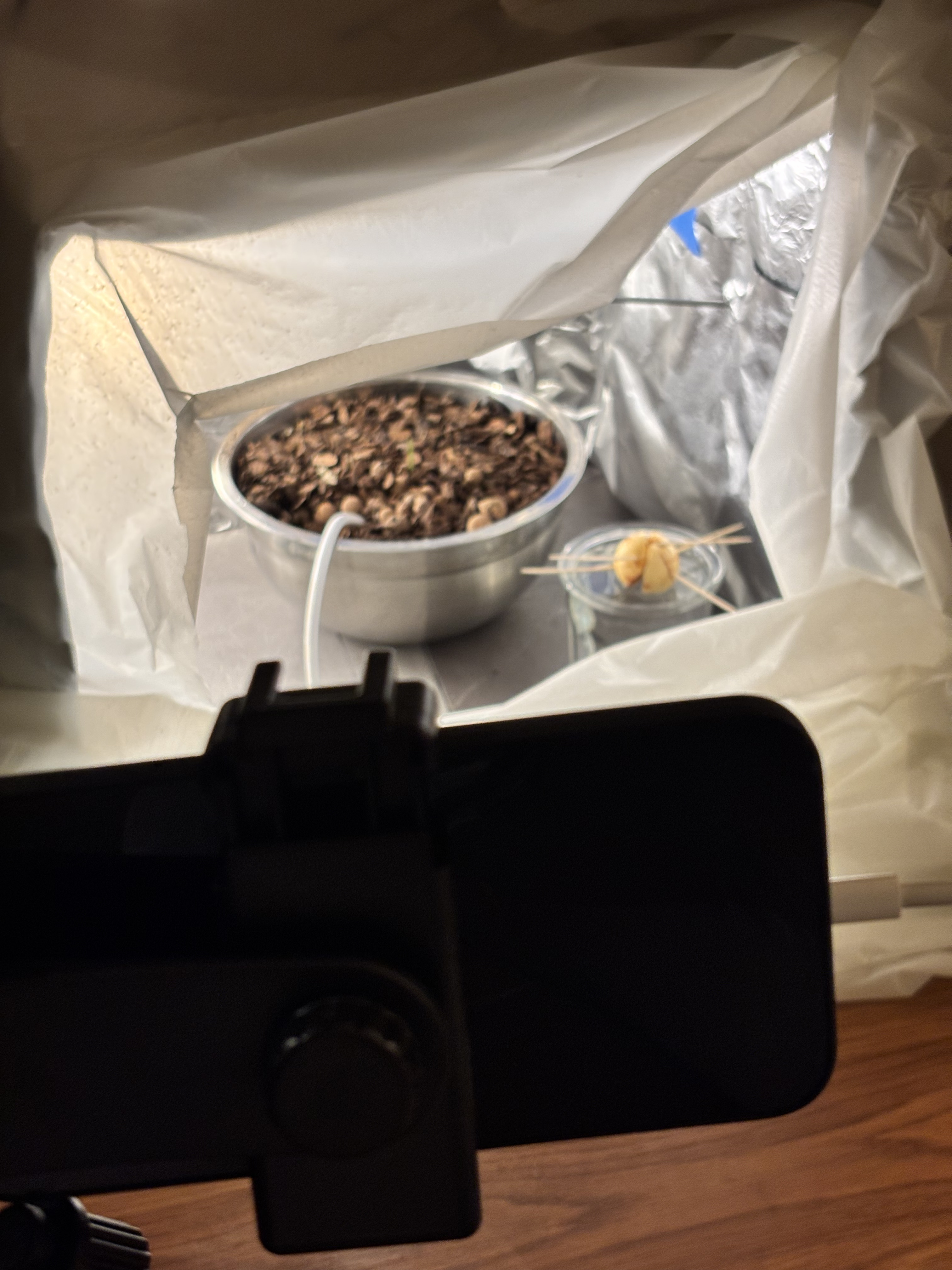 Avocado seed setup - view 1